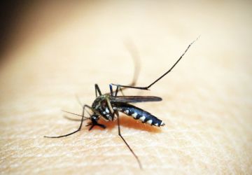 Dengue: Brasil ultrapassa meio milhão de casos prováveis este ano