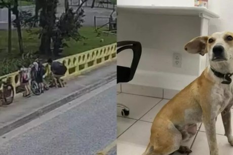 Mãe joga cachorro de ponte na frente dos filhos em SC