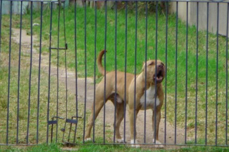 Homem morre após ser atacado por quatro pitbulls em quintal de casa em SC