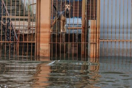 Cães resgatados nas cheias do RS são adotados em Brasília