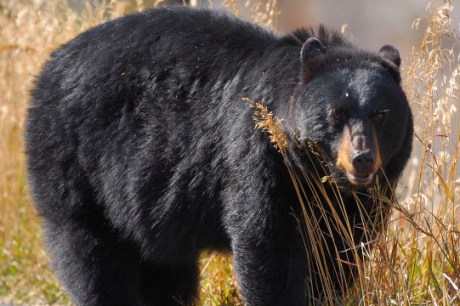 Menino de 15 anos com distúrbio neurológico é atacado por urso nos EUA