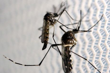 Estratégia de combate ao Aedes com larvicida vira política nacional