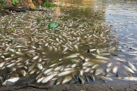 Pescadores afetados por mortandade de peixes pagarão juros menores