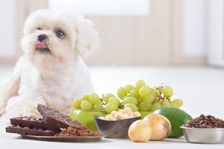 Saiba os piores alimentos que pode dar ao seu cão, segundo um veterinário