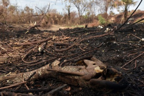 Fogo já consumiu 1,3 milhão de hectares e volta a aumentar no Pantanal