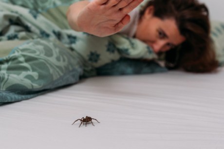 Picadas de aranhas são segunda causa de envenenamento no país