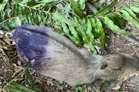 Polícia investiga morte de capivaras na zona oeste do Rio