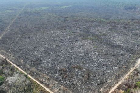 Apenas 5% dos casos de desmatamento na Amazônia geraram indenizações