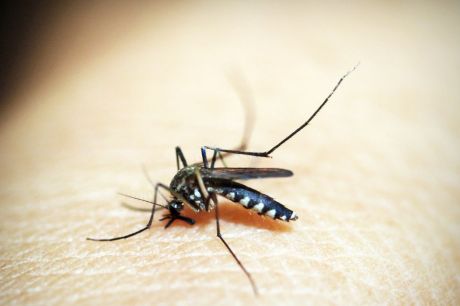 Dengue: Brasil ultrapassa meio milhão de casos prováveis este ano